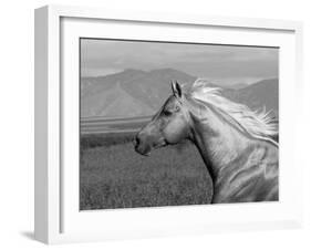 Palomino Quarter Horse Stallion, Head Profile, Longmont, Colorado, USA-Carol Walker-Framed Photographic Print