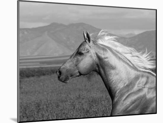 Palomino Quarter Horse Stallion, Head Profile, Longmont, Colorado, USA-Carol Walker-Mounted Photographic Print