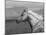 Palomino Quarter Horse Stallion, Head Profile, Longmont, Colorado, USA-Carol Walker-Mounted Photographic Print