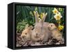 Palomino Rabbits-Lynn M^ Stone-Framed Stretched Canvas