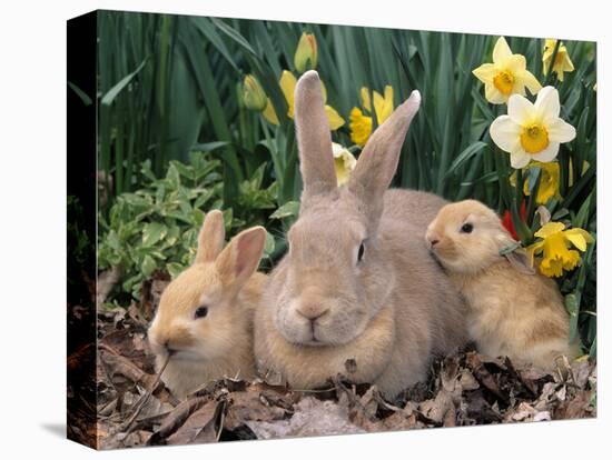 Palomino Rabbits-Lynn M^ Stone-Stretched Canvas