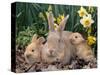 Palomino Rabbits-Lynn M^ Stone-Stretched Canvas