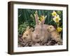 Palomino Rabbits-Lynn M^ Stone-Framed Photographic Print