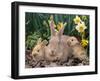 Palomino Rabbits-Lynn M^ Stone-Framed Photographic Print