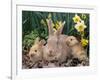 Palomino Rabbits-Lynn M^ Stone-Framed Photographic Print