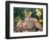 Palomino Rabbits-Lynn M^ Stone-Framed Photographic Print