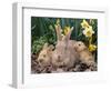 Palomino Rabbits-Lynn M^ Stone-Framed Photographic Print