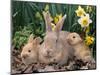 Palomino Rabbits-Lynn M^ Stone-Mounted Photographic Print