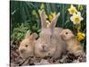 Palomino Rabbits-Lynn M^ Stone-Stretched Canvas