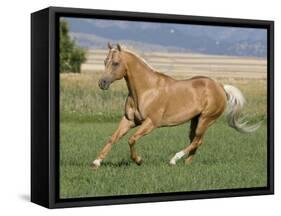 Palomino Stallion Running in Field, Longmont, Colorado, USA-Carol Walker-Framed Stretched Canvas