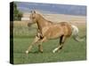 Palomino Stallion Running in Field, Longmont, Colorado, USA-Carol Walker-Stretched Canvas