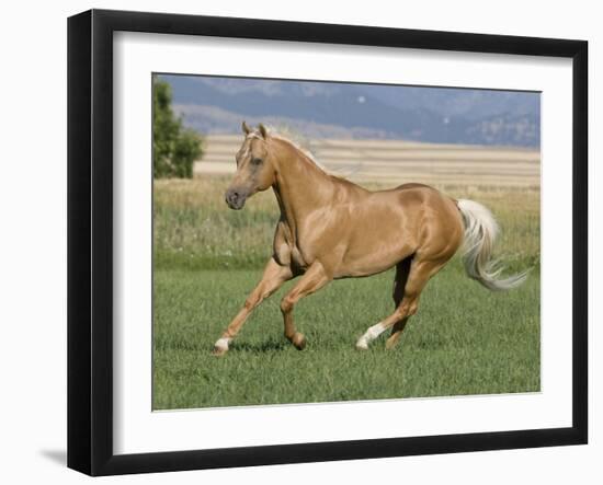 Palomino Stallion Running in Field, Longmont, Colorado, USA-Carol Walker-Framed Premium Photographic Print