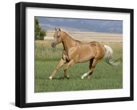 Palomino Stallion Running in Field, Longmont, Colorado, USA-Carol Walker-Framed Premium Photographic Print