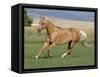 Palomino Stallion Running in Field, Longmont, Colorado, USA-Carol Walker-Framed Stretched Canvas
