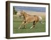 Palomino Stallion Running in Field, Longmont, Colorado, USA-Carol Walker-Framed Photographic Print