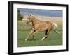 Palomino Stallion Running in Field, Longmont, Colorado, USA-Carol Walker-Framed Photographic Print