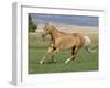 Palomino Stallion Running in Field, Longmont, Colorado, USA-Carol Walker-Framed Photographic Print