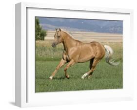 Palomino Stallion Running in Field, Longmont, Colorado, USA-Carol Walker-Framed Photographic Print