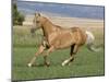 Palomino Stallion Running in Field, Longmont, Colorado, USA-Carol Walker-Mounted Photographic Print