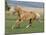 Palomino Stallion Running in Field, Longmont, Colorado, USA-Carol Walker-Mounted Photographic Print