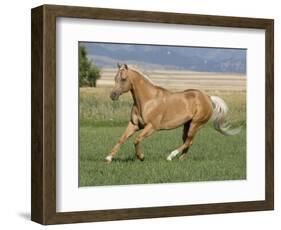 Palomino Stallion Running in Field, Longmont, Colorado, USA-Carol Walker-Framed Photographic Print