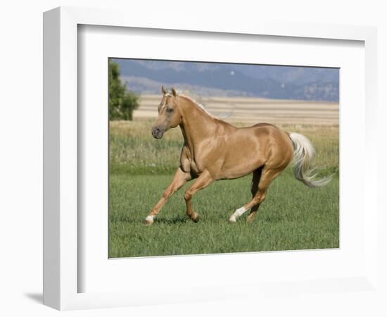 Palomino Stallion Running in Field, Longmont, Colorado, USA-Carol Walker-Framed Photographic Print