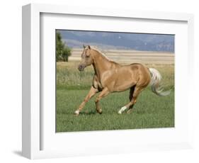 Palomino Stallion Running in Field, Longmont, Colorado, USA-Carol Walker-Framed Photographic Print