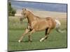 Palomino Stallion Running in Field, Longmont, Colorado, USA-Carol Walker-Mounted Photographic Print