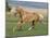 Palomino Stallion Running in Field, Longmont, Colorado, USA-Carol Walker-Mounted Photographic Print