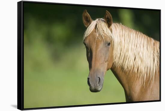 Palomino Stallion-DLILLC-Framed Stretched Canvas