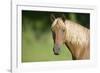 Palomino Stallion-DLILLC-Framed Photographic Print