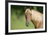 Palomino Stallion-DLILLC-Framed Photographic Print