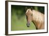 Palomino Stallion-DLILLC-Framed Photographic Print