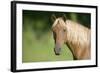 Palomino Stallion-DLILLC-Framed Photographic Print