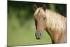 Palomino Stallion-DLILLC-Mounted Photographic Print