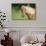 Palomino Stallion-DLILLC-Photographic Print displayed on a wall