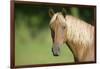 Palomino Stallion-DLILLC-Framed Photographic Print