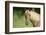 Palomino Stallion-DLILLC-Framed Photographic Print