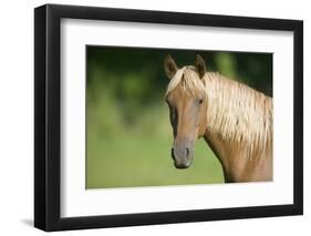 Palomino Stallion-DLILLC-Framed Photographic Print