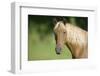 Palomino Stallion-DLILLC-Framed Photographic Print