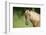 Palomino Stallion-DLILLC-Framed Photographic Print