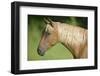 Palomino Stallion-DLILLC-Framed Photographic Print