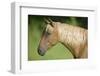 Palomino Stallion-DLILLC-Framed Photographic Print