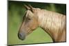 Palomino Stallion-DLILLC-Mounted Photographic Print