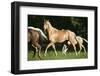 Palomino Stallion-DLILLC-Framed Photographic Print