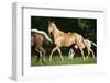 Palomino Stallion-DLILLC-Framed Photographic Print