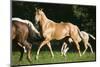 Palomino Stallion-DLILLC-Mounted Photographic Print