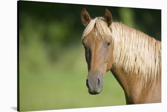 Palomino Stallion-DLILLC-Stretched Canvas