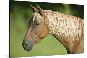 Palomino Stallion-DLILLC-Stretched Canvas