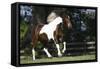 Palomino Warmbloods 004-Bob Langrish-Framed Stretched Canvas